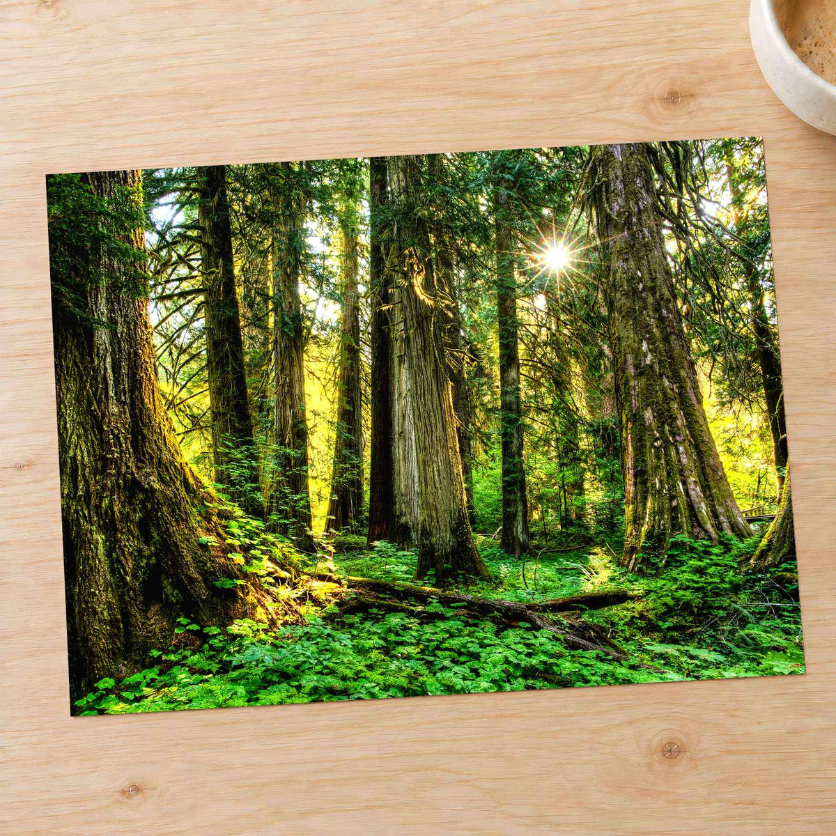 Olympic National Park Trees & Sun Photo Print Wall Decor