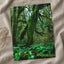 Trees and Ferns in Olympic National Park by Joshua Earle Photo Print Wall Decor