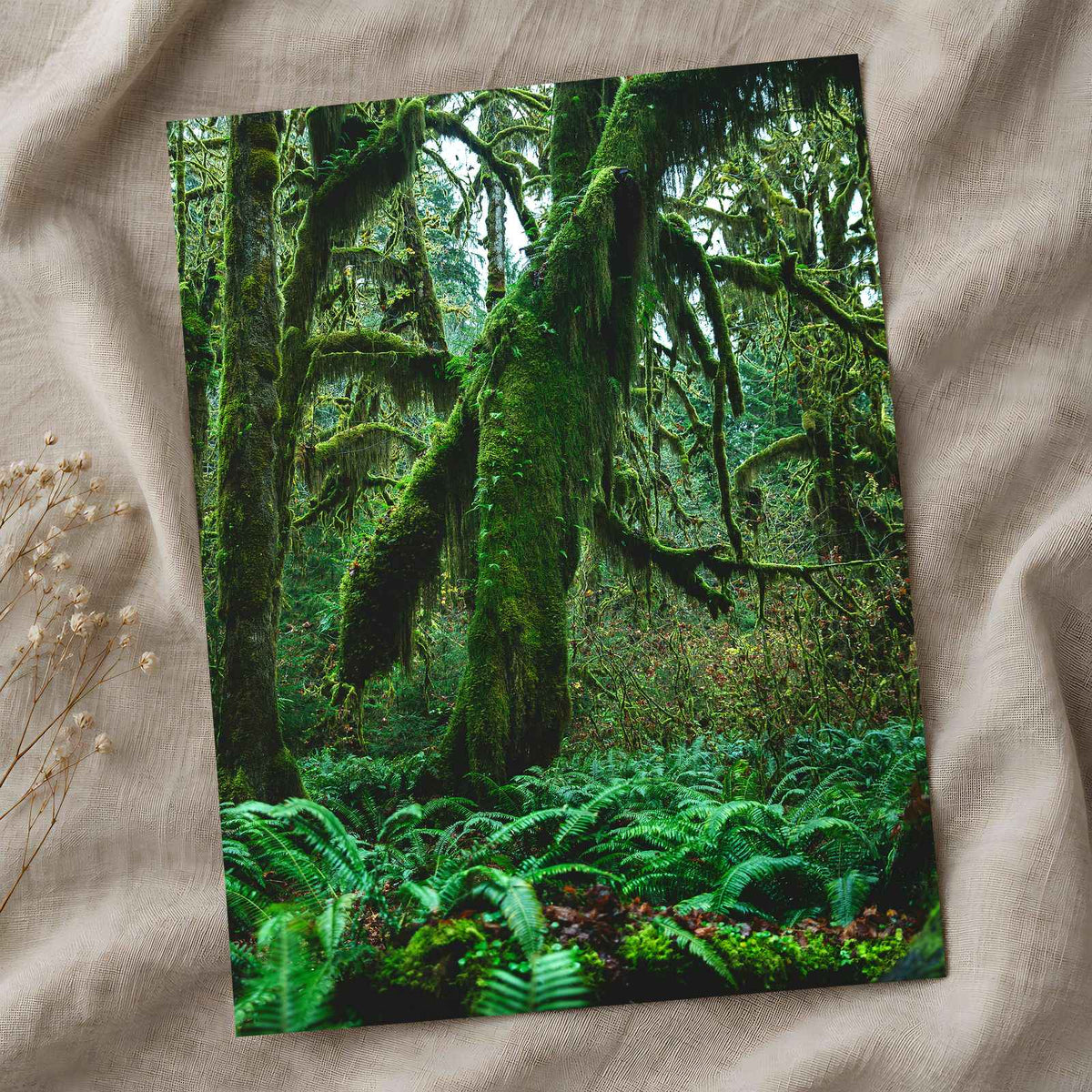 Trees and Ferns in Olympic National Park by Joshua Earle Photo Print Wall Decor