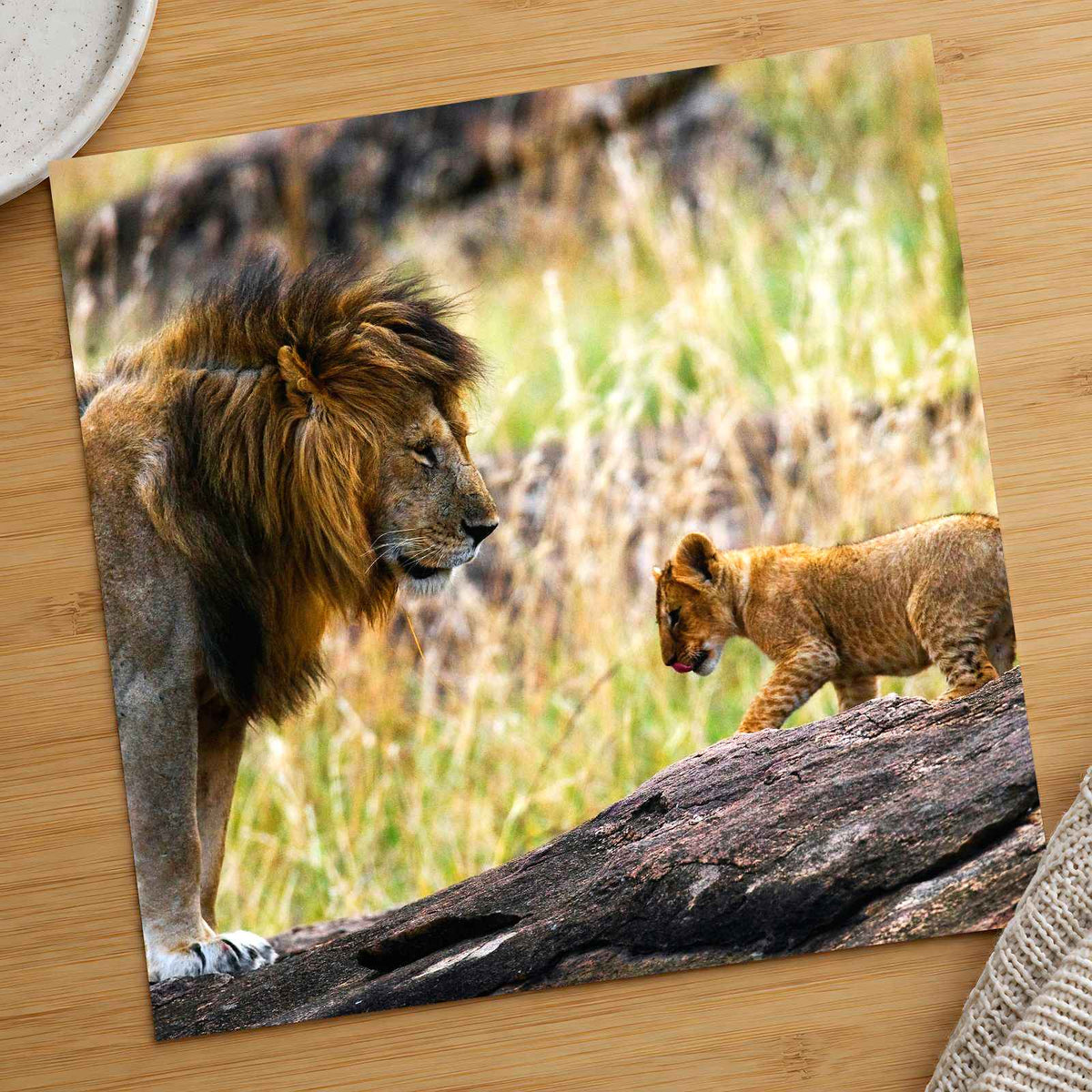 Male Lion and Cub in Africa Photo Print Wall Decor