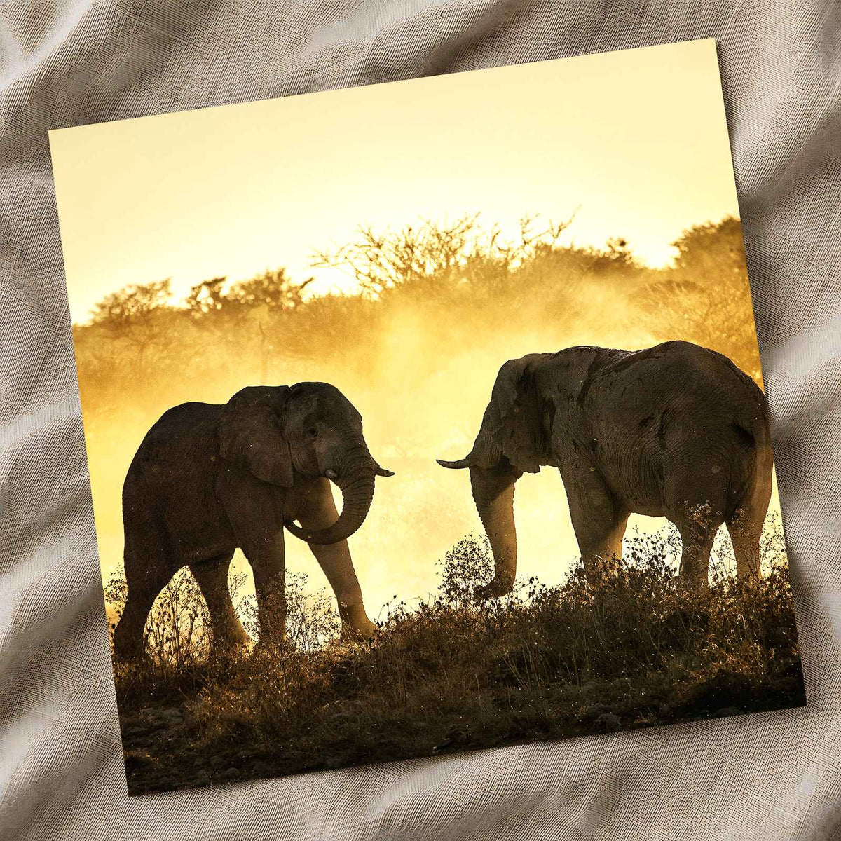 Bull Elephants Fighting Photo Print Wall Decor