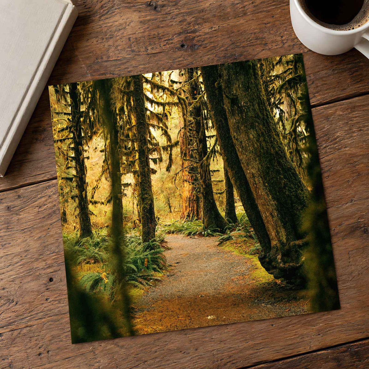 Pacific Northwest Rainforest by Hans Photo Print Wall Decor