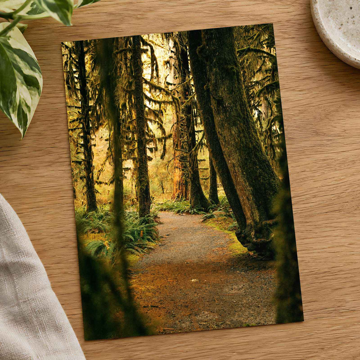 Pacific Northwest Rainforest by Hans Photo Print Wall Decor