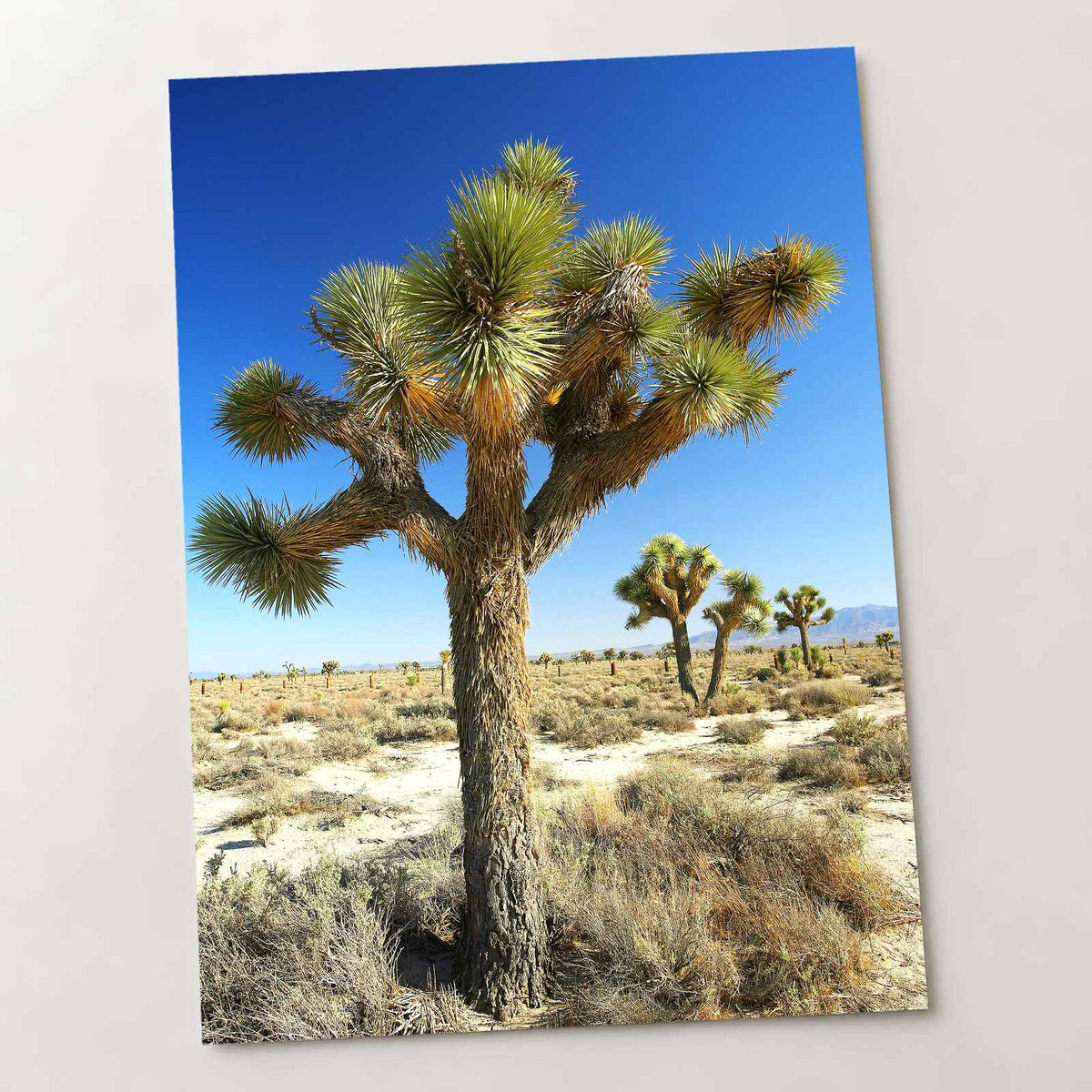 Joshua National Park Photo Print Wall Decor