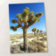Joshua National Park Photo Print Wall Decor