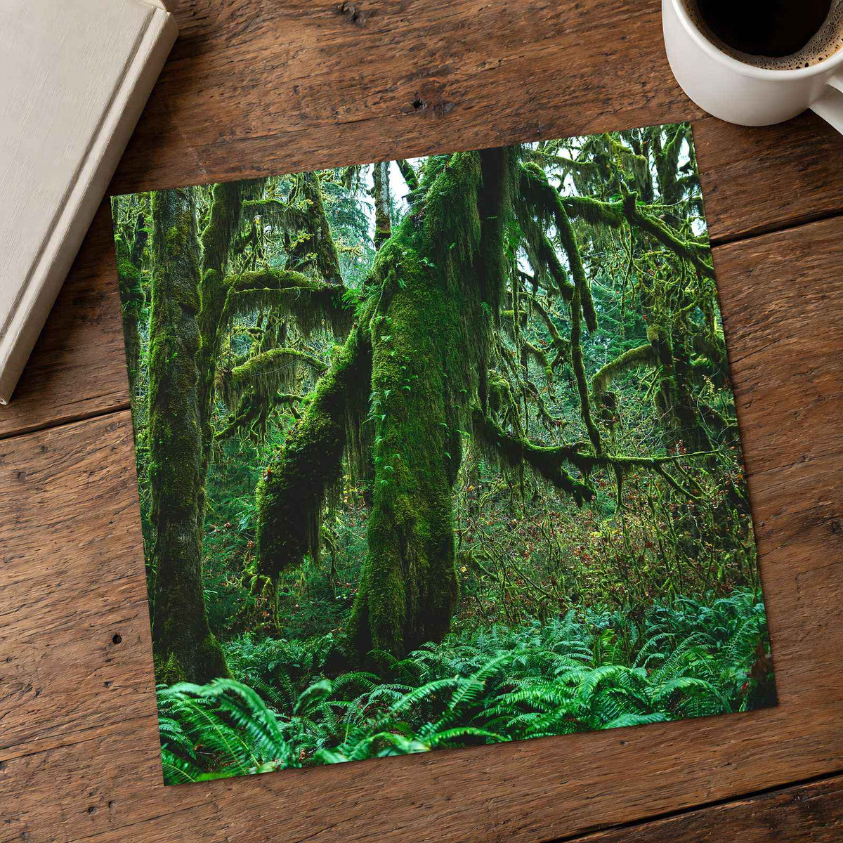 Trees and Ferns in Olympic National Park by Joshua Earle Photo Print Wall Decor