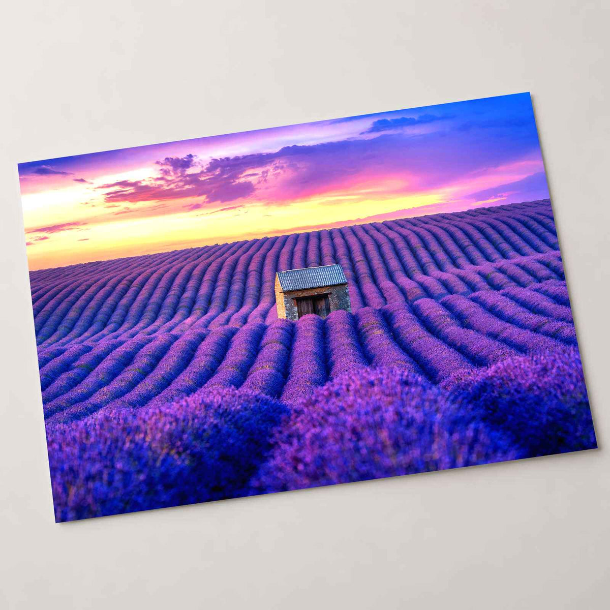 Beautiful Lavender Field at Sunset Photo Print Wall Decor