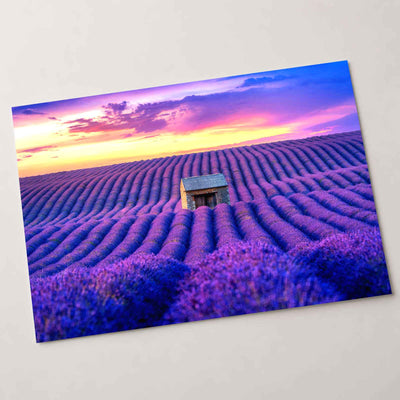 Beautiful Lavender Field at Sunset Photo Print Wall Decor