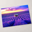 Beautiful Lavender Field at Sunset Photo Print Wall Decor