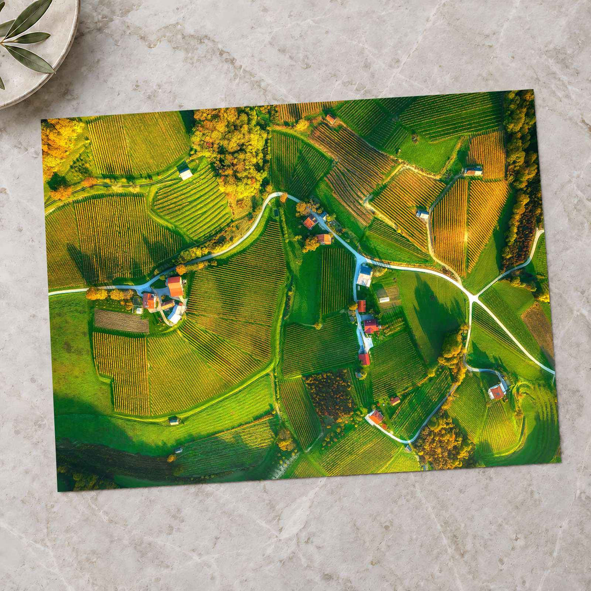 Vineyards from Above by Ales Krivec Photo Print Wall Decor