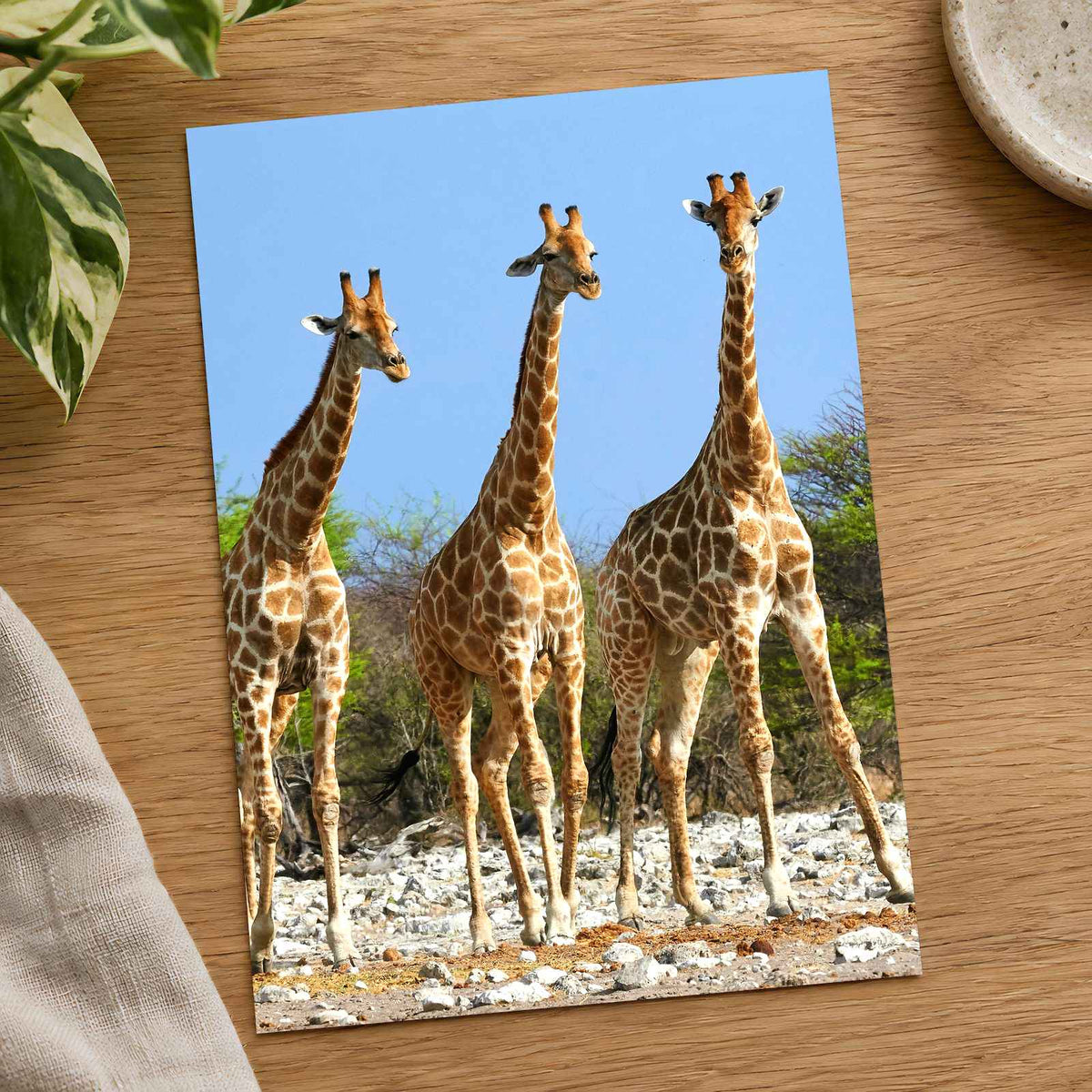 Three Giraffes in Etosha National Park Photo Print Wall Decor