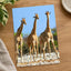 Three Giraffes in Etosha National Park Photo Print Wall Decor