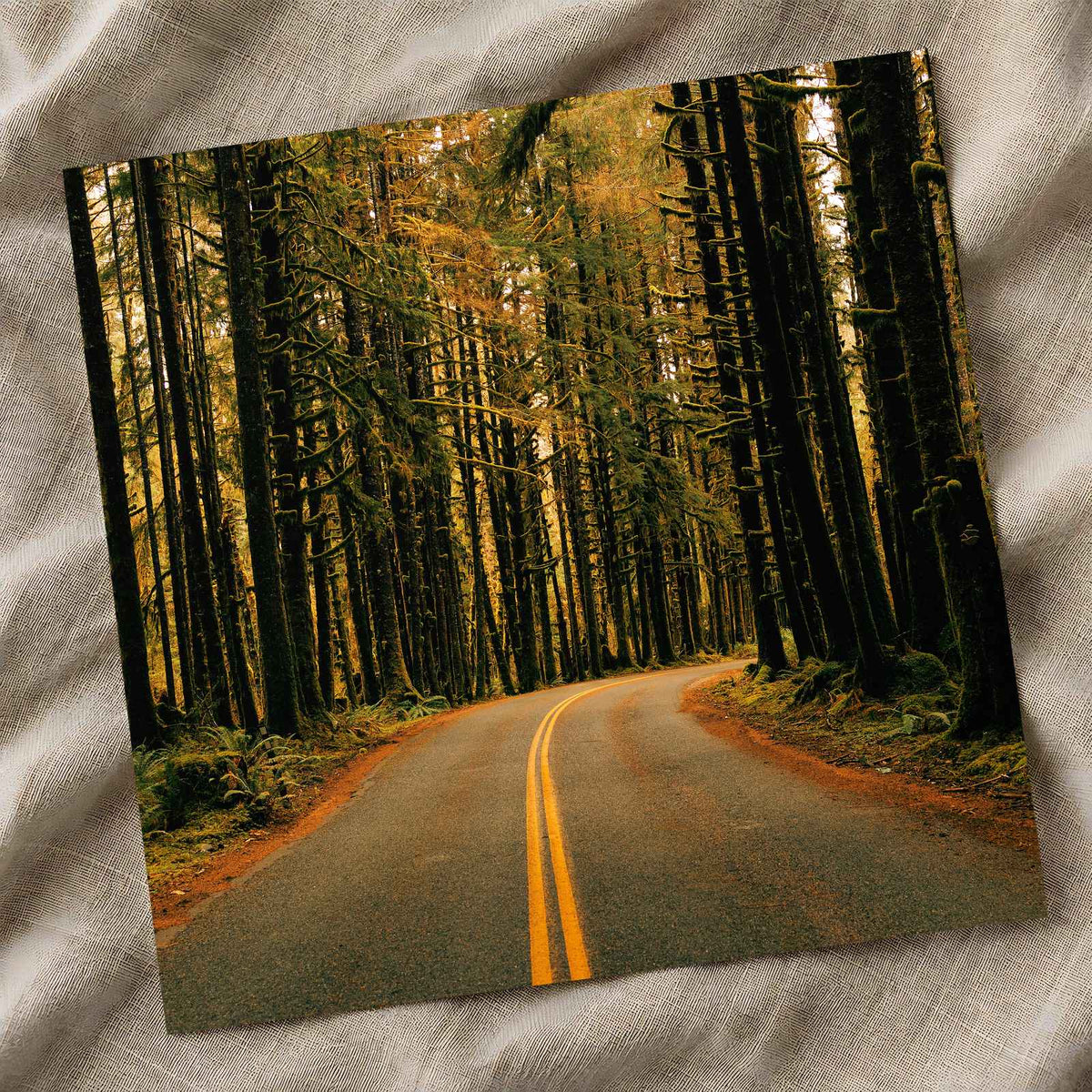 Hoh Rainforest Road, Olympic National Park by Hans Photo Print Wall Decor