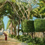 Royal Palm Gardens and Avenue, Havana, Cuba vintage print