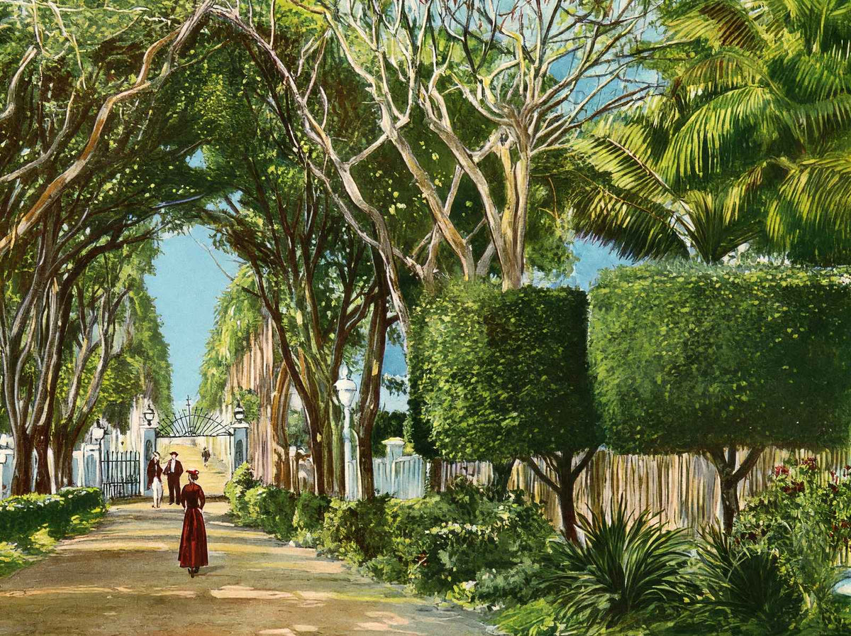 Royal Palm Gardens and Avenue, Havana, Cuba vintage print