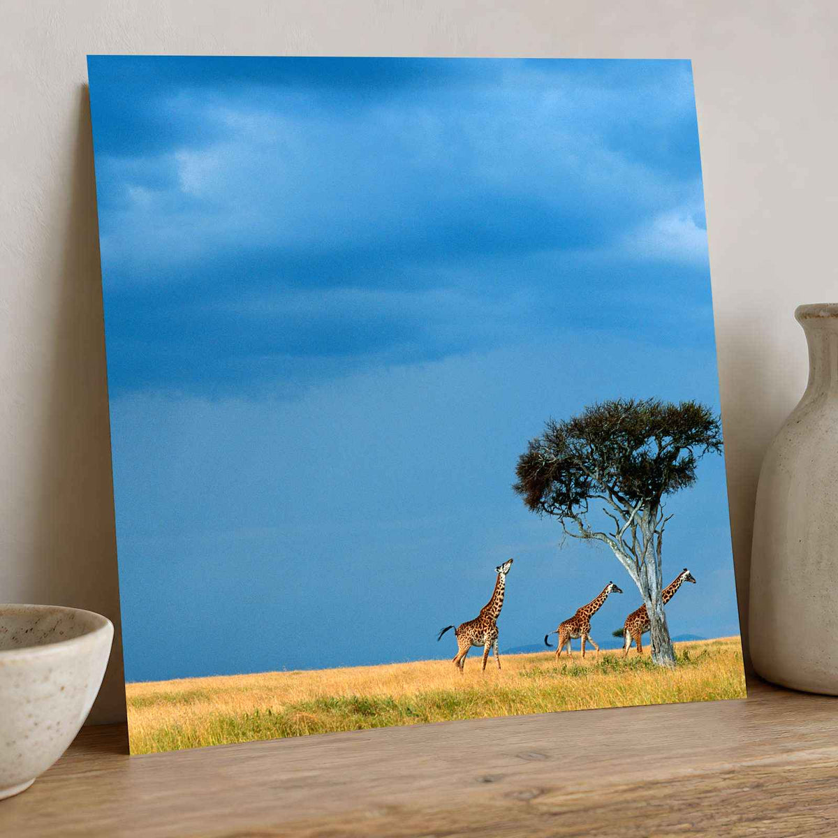 Herd of Giraffe Walking Across Savanna Photo Print Wall Decor