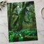 Trees and Ferns in Olympic National Park by Joshua Earle Photo Print Wall Decor
