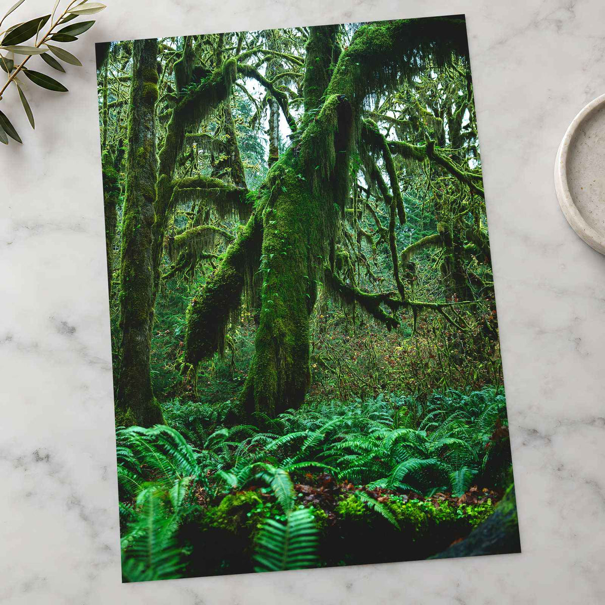 Trees and Ferns in Olympic National Park by Joshua Earle Photo Print Wall Decor