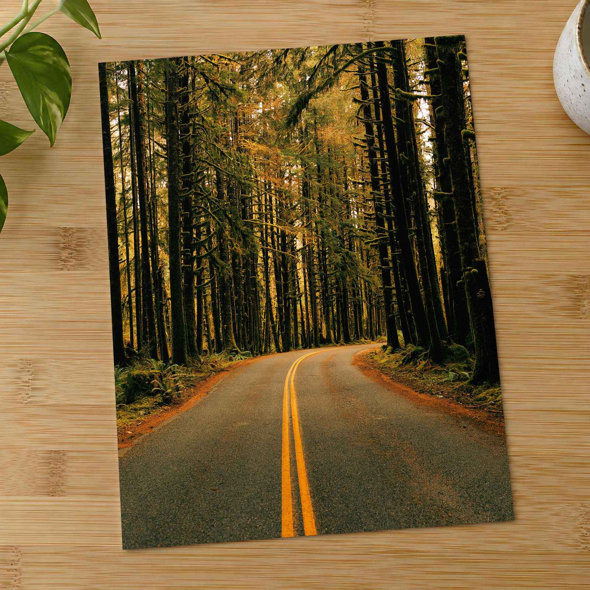 Hoh Rainforest Road, Olympic National Park by Hans Photo Print Wall Decor