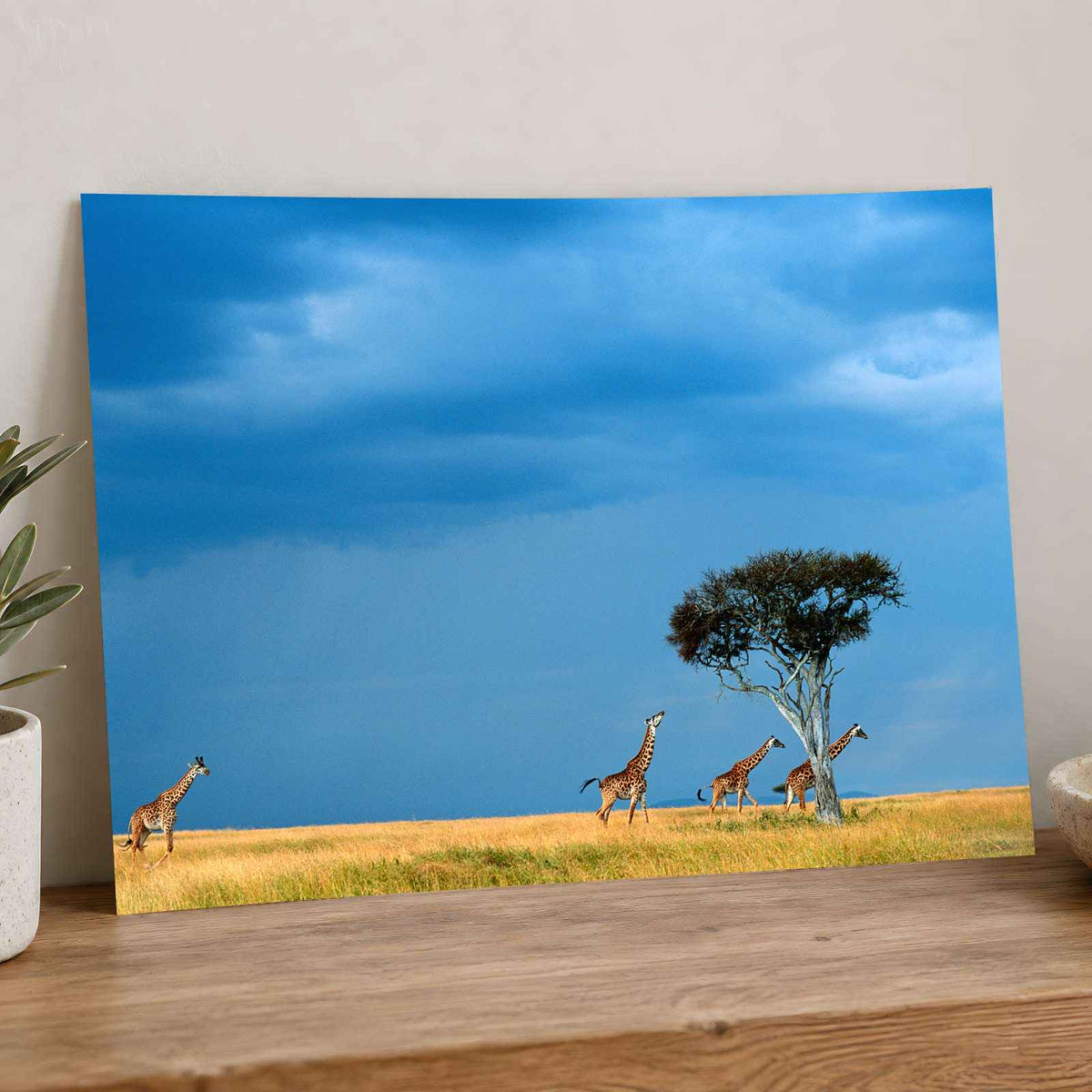 Herd of Giraffe Walking Across Savanna Photo Print Wall Decor