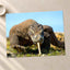 Komodo Dragon Photo Print Wall Decor