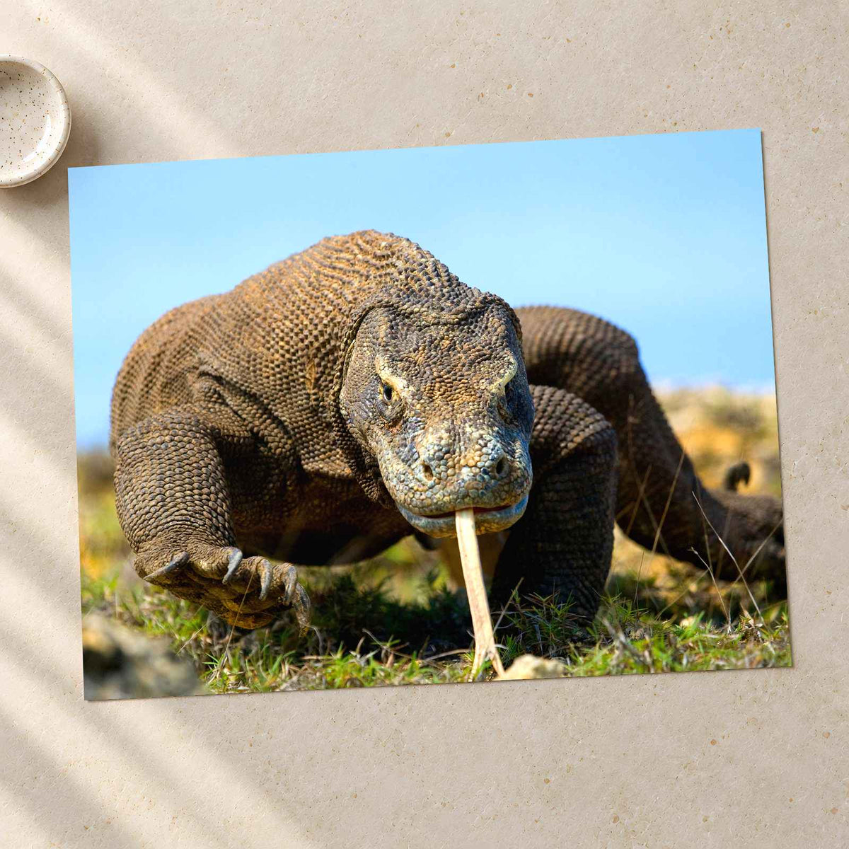 Komodo Dragon Photo Print Wall Decor