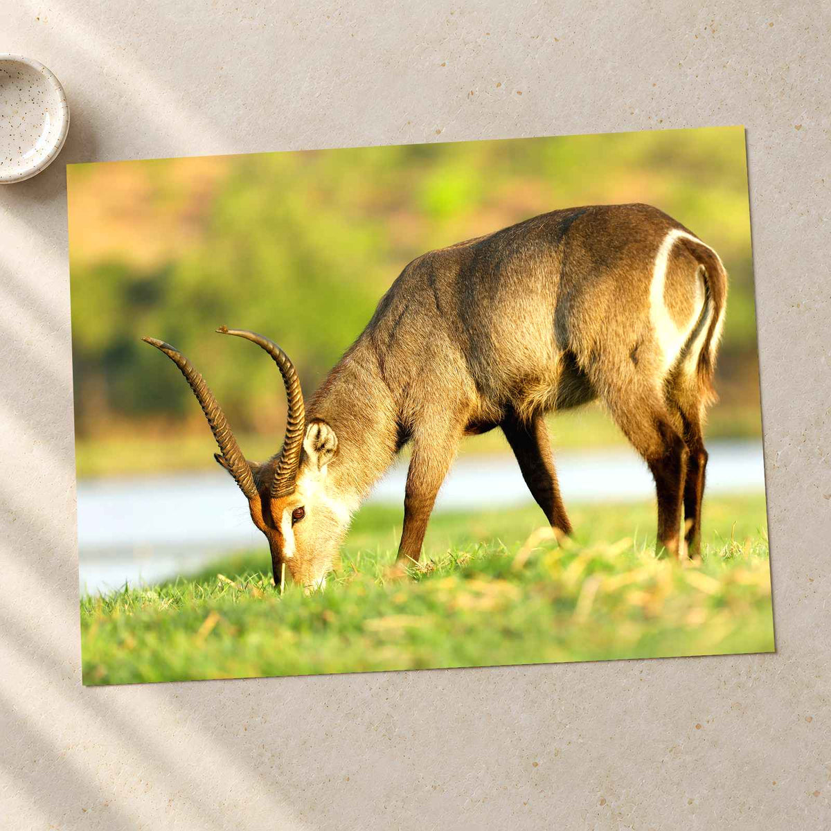 Male Antelope Grazing Photo Print Wall Decor