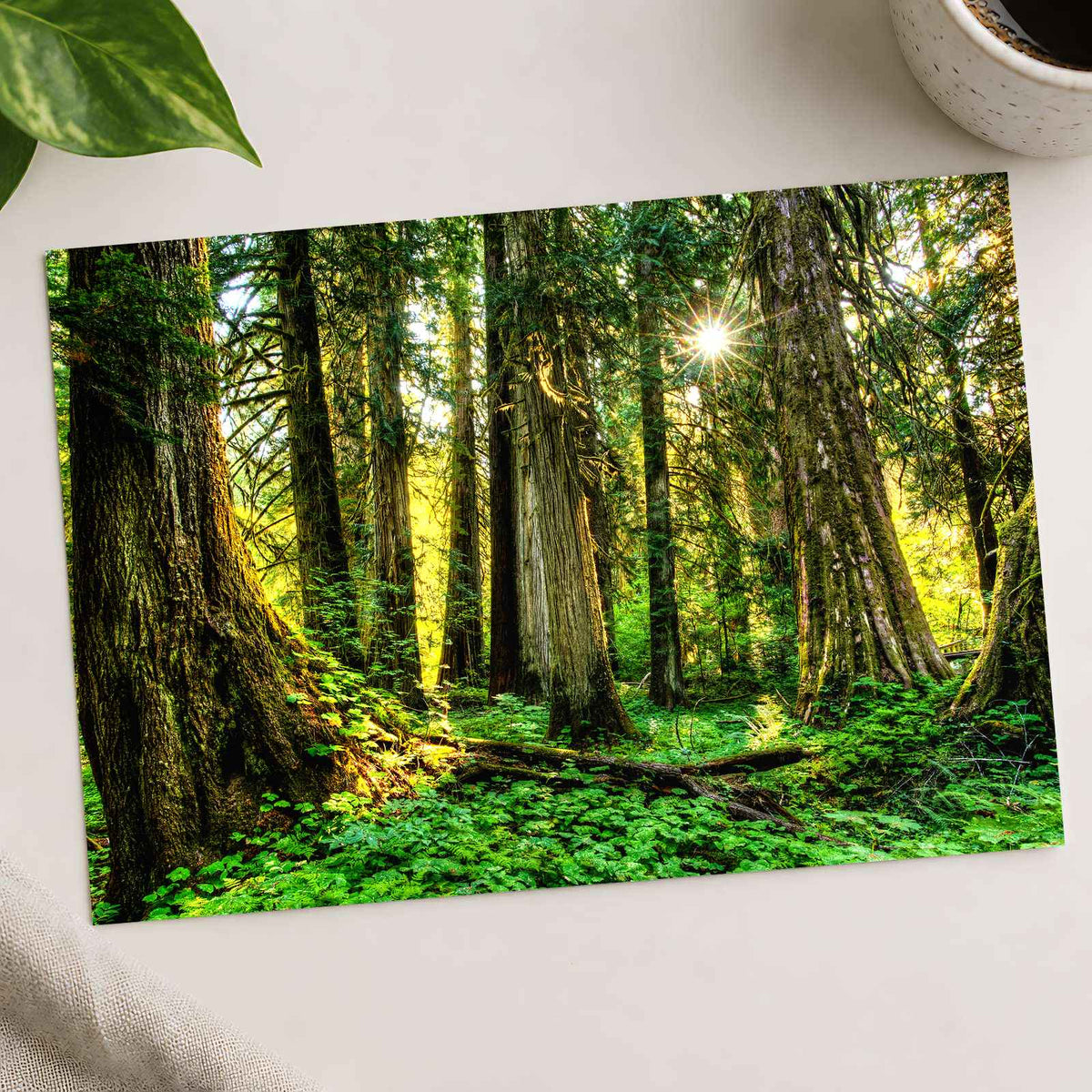 Olympic National Park Trees & Sun Photo Print Wall Decor