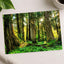 Olympic National Park Trees & Sun Photo Print Wall Decor