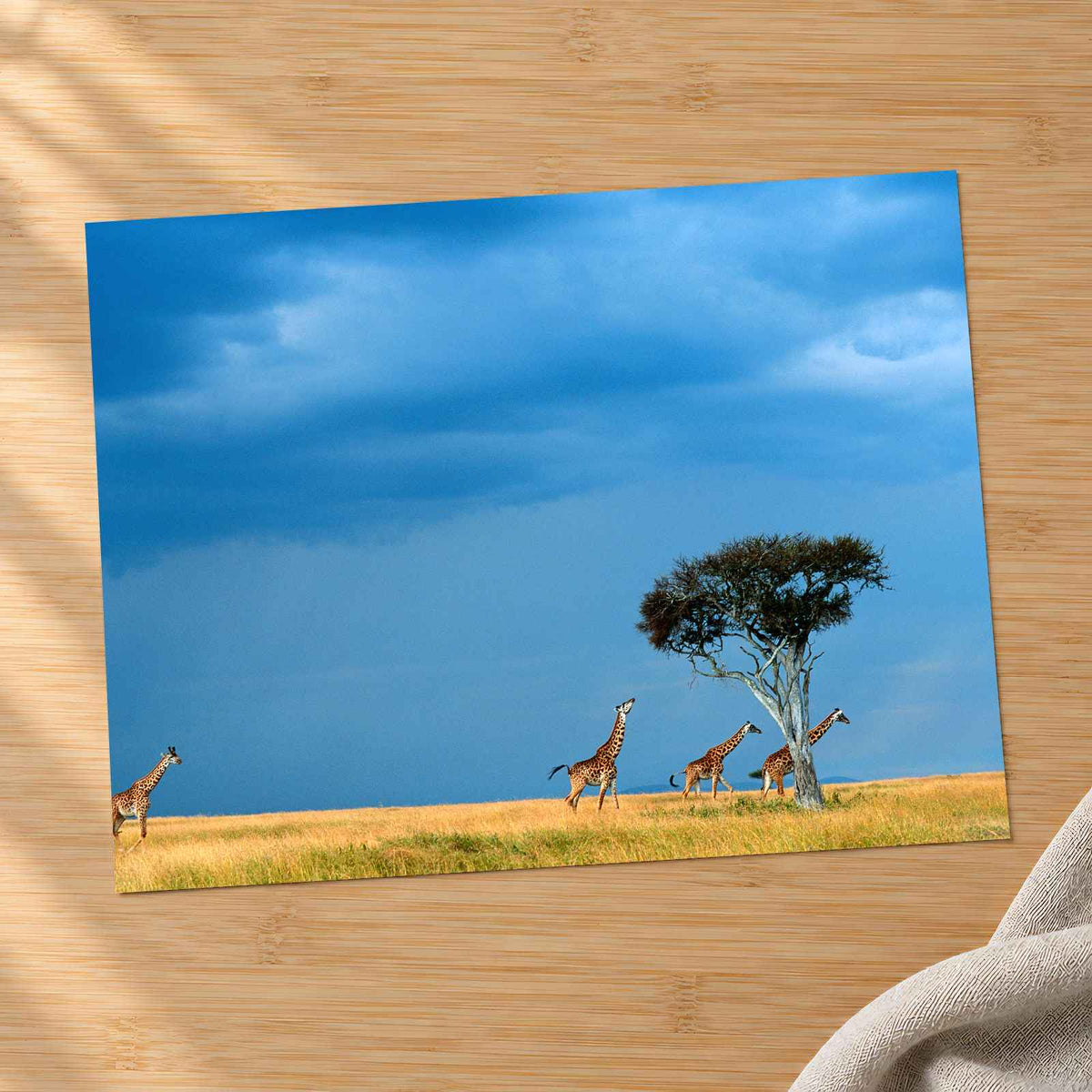 Herd of Giraffe Walking Across Savanna Photo Print Wall Decor