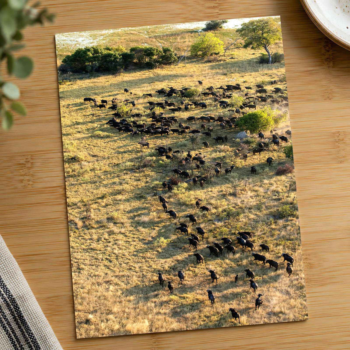 Water Buffalo, Okavango Delta, Botswana Photo Print Wall Decor
