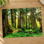 Olympic National Park Trees & Sun Photo Print Wall Decor