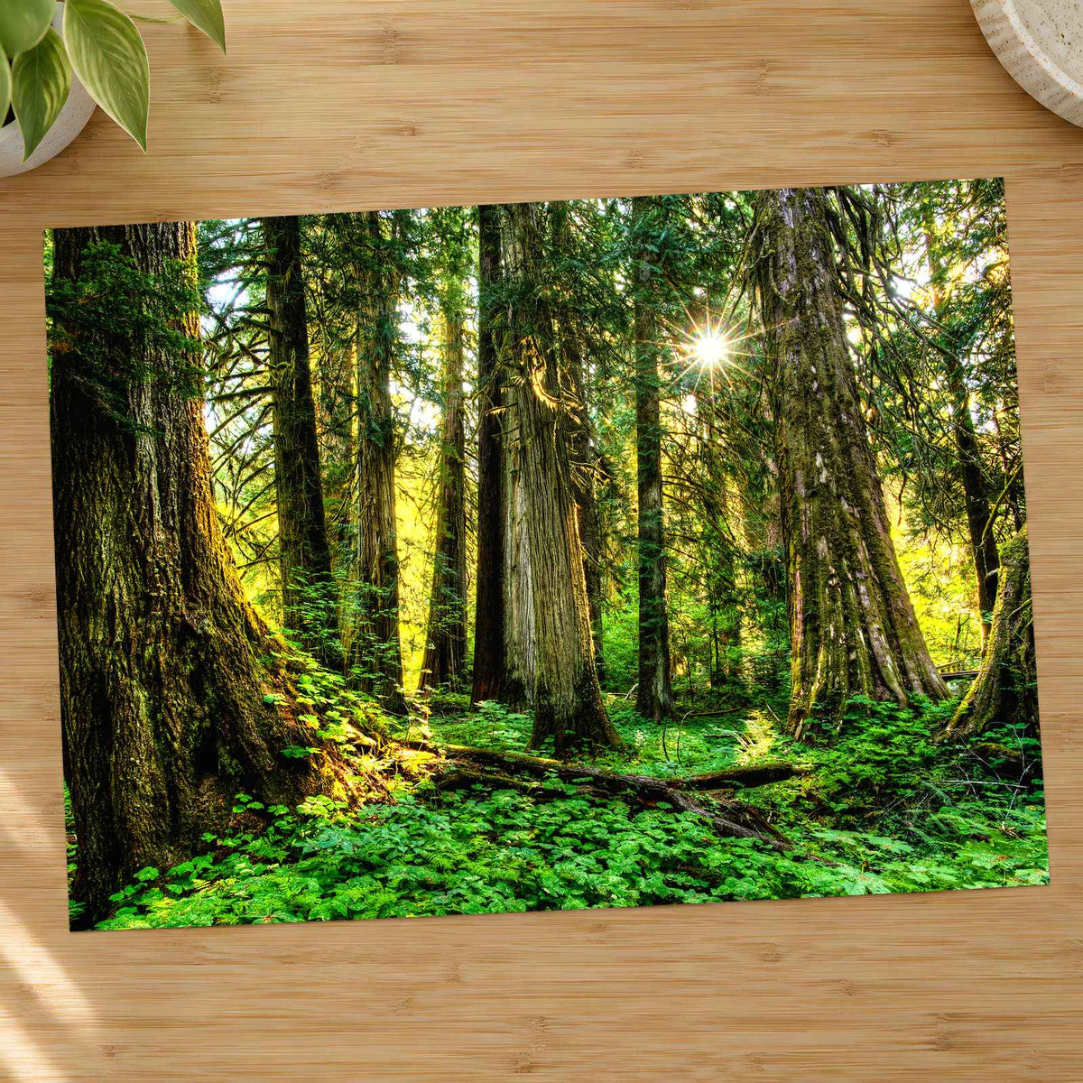 Olympic National Park Trees & Sun Photo Print Wall Decor