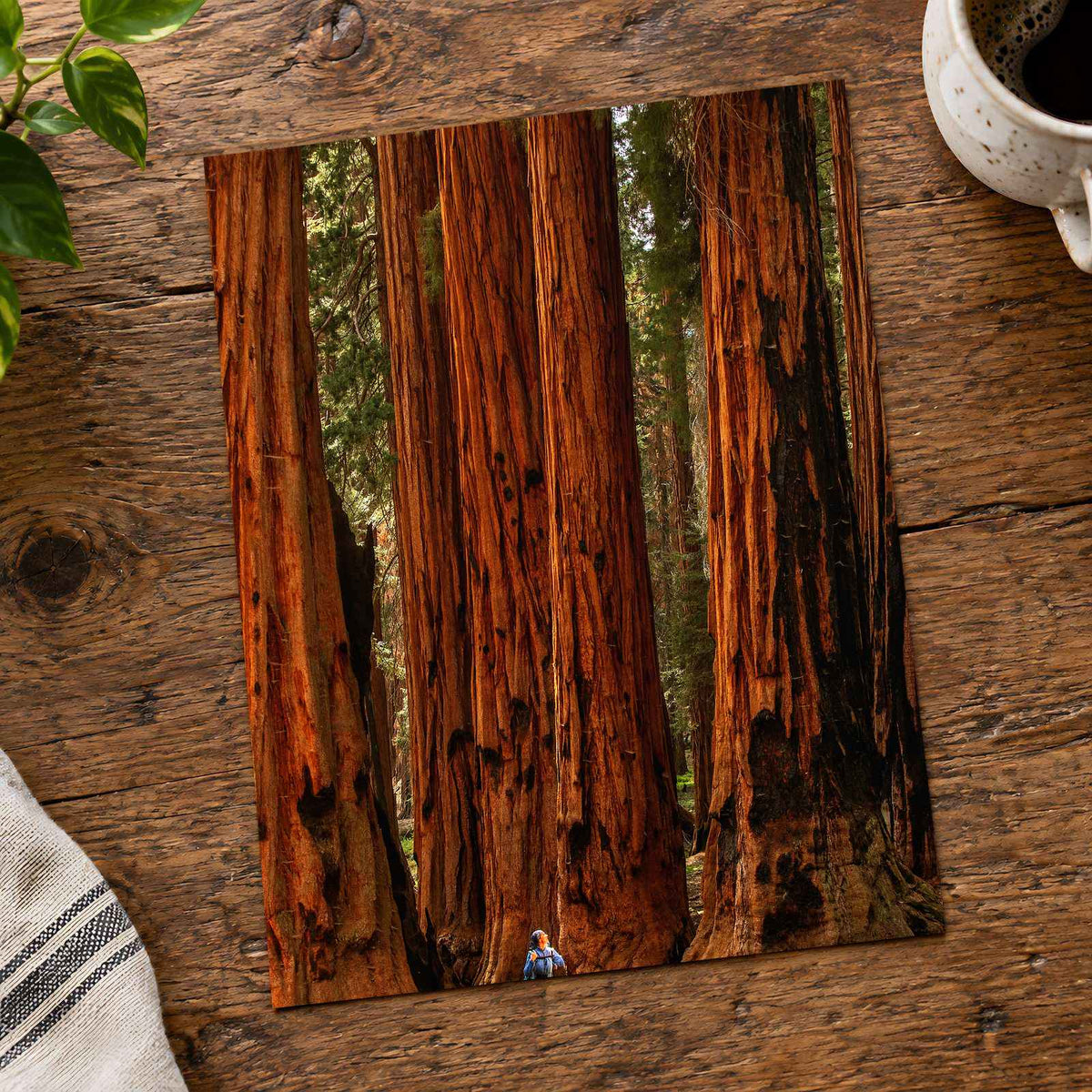 Sequoia National Park in California Photo Print Wall Decor
